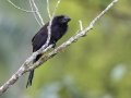 Smooth-billed Ani - Esquinas Rainforest Lodge - Puntarenas - Costa Rica, March 12, 2023