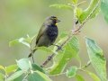 Yellow-faced Grassquit - Rancho Naturalista - Cartago - CR, March 5, 2023