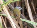 Black-striped Sparrow - Esquinas Rainforest Lodge, Puntarenas, Costa Rica, March 12, 2023
