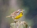 Eastern Meadowlark - El Humo-Río Pejibaye - Cartago - CR, March 6, 2023