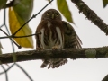 Central American Pygmy-Owl - Donde Cope- La Unión de Guápiles - Limón - CR, March 4, 2023