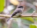 Black-capped Flycatcher - Calle San Gerardo, Perez Zeledon CR-San Jose, March 10, 2023