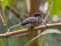 Black-capped Flycatcher - Calle San Gerardo, Perez Zeledon CR-San Jose, March 10, 2023