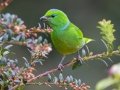 Golden-browed Chlorophonia- Paraiso Quetzal Lodge - Km 70 - San Jose - Costa Rica, March 8, 2023