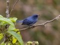 Slaty Flowerpiercer - Paraiso Quetzal Lodge - Km 70 - San Jose - Costa Rica, March 8, 2023