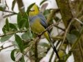 Long-tailed Silky-flycatcher - Paraiso Quetzal Lodge - Km 70 - San Jose - Costa Rica, March 8, 2023