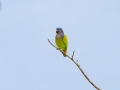 Blue-headed Parrot - Esquinas Rainforest Lodge - Puntarenas - Costa Rica, March 12, 2023