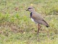 Southern Lapwing - El Humo-Río Pejibaye - Cartago - CR, March 6, 2023