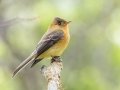 Tufted Flycatcher - Calle San Gerardo, Perez Zeledon CR-San Jose, March 10, 2023