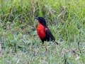 Red-breasted Meadowlark - El Humo-Río Pejibaye - Cartago - CR, March 6, 2023