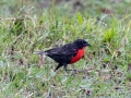 Red-breasted Meadowlark - El Humo-Río Pejibaye - Cartago - CR, March 6, 2023