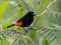 Scarlet-rumped Tanager (Passerini's) - Río Tuis ZP--near Rancho Naturalista, Cartago, Costa Rica, March 5, 2023