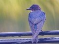 Gray-breasted Martin - Rio Rincón Bridge and Environs - Puntarenas - Costa Rica, March 13, 2023