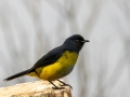 Black-and-yellow Silky-flycatcher - Paraiso Quetzal Lodge - Km 70 - San Jose - Costa Rica, March 8, 2023