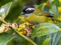 Sooty-capped Chlorospingus - PN Los Quetzales--KM 76 - Providencia RD - San Jose - Costa Rica, March 10, 2023