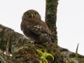 Central American Pygmy-Owl - Donde Cope- La Unión de Guápiles, Limón, Costa Rica, March 4, 2023