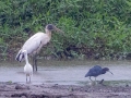 Little Blue Heron with Wood Stork and Snowy Egret - Embalse Angostura--mirador sureste - Cartago - CR, March 5, 2023