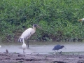 Great Egrets, Snowy Egrets, Wood Stork, and Little Blue Heron - Embalse Angostura--mirador sureste - Cartago - CR, March 5, 2023