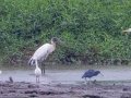 Great Egrets, Snowy Egrets, Wood Stork, and Little Blue Heron - Embalse Angostura--mirador sureste - Cartago - CR, March 5, 2023