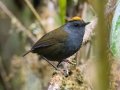Wrenthrush - PN Los Quetzales--KM 76 - Providencia RD - San Jose - Costa Rica, March 10, 2023