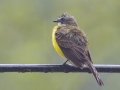 Gray-capped Flycatcher - Rio Rincón Bridge and Environs - Puntarenas - Costa Rica, March 13, 2023