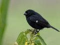 Variable Seedeater - Embalse Angostura--mirador sureste - Cartago - CR, March 5, 2023