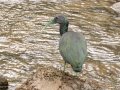 Green Ibis - Valle del Río Tuis - Cartago - CR, March 6, 2023