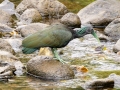 Green Ibis - Valle del Río Tuis - Cartago - CR, March 6, 2023