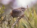 Timberline Wren - PN Los Quetzales--Cerro Buenavista communication towers - San Jose - Costa Rica, March 10, 2023