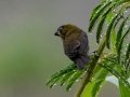 Variable Seedeater - Embalse Angostura--mirador sureste - Cartago - CR, March 5, 2023