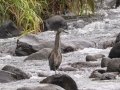 Fasciated Tiger-Heron- Valle del Río Tuis - Cartago - CR, March 6, 2023