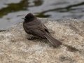 Black Phoebe - El Humo-Río Pejibaye - Cartago - CR, March 6, 2023