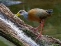 Russet-naped Wood-Rail - Donde Cope- La Unión de Guápiles - Limón - CR, March 4, 2023