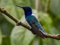 White-necked Jacobin - Donde Cope- La Unión de Guápiles , March 4, 2023