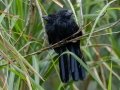 Groove-billed Ani - El Humo-Río Pejibaye - Cartago - CR, March 6, 2023