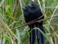 Groove-billed Ani - El Humo-Río Pejibaye - Cartago - CR, March 6, 2023