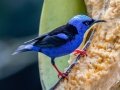 Red-legged Honeycreeper - Donde Cope- La Unión de Guápiles - Limón - CR, March 4, 2023
