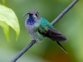 Violet Sabrewing  - Mirador Valle del General - San Jose - Costa Rica, March 10, 2023