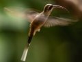 Long-billed Hermit - Donde Cope- La Unión de Guápiles - Limón - CR, March 4, 2023