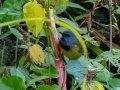 Mourning Warbler - Embalse Angostura--mirador sureste - Cartago - CR, March 5, 2023