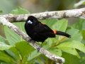 Scarlet-rumped Tanager  - Mirador Valle del General - San Jose - Costa Rica, March 10, 2023