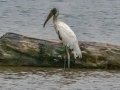 Wood Stork - Embalse Angostura--mirador sureste - Cartago - CR, March 5, 2023