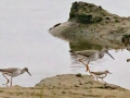 Greater and Lesser Yellowlegs with Spotted Sandpiper - Embalse Angostura--mirador sureste - Cartago - CR, March 5, 2023