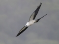 Swallow-tailed Kite  - Mirador Valle del General - San Jose - Costa Rica, March 10, 2023