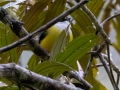 White-collared Manakin - Tropical Parula - Reserva El Copal - Tausito - Cartago - Costa Rica, March 6, 2023