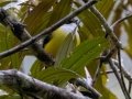 White-collared Manakin - Tropical Parula - Reserva El Copal - Tausito - Cartago - Costa Rica, March 6, 2023