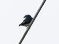 Mangrove Swallow - Donde Cope- La Unión de Guápiles - Limón - CR, March 4, 2023