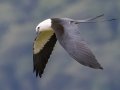 Swallow-tailed Kite  - Mirador Valle del General - San Jose - Costa Rica, March 10, 2023