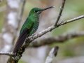 Green-crowned Brilliant - Mirador Valle del General - San Jose - Costa Rica, March 10, 2023