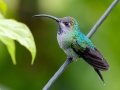 Violet Sabrewing  - Mirador Valle del General - San Jose - Costa Rica, March 10, 2023